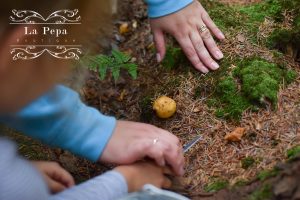 Foraging | What You Should know about Collecting Wild Mushrooms