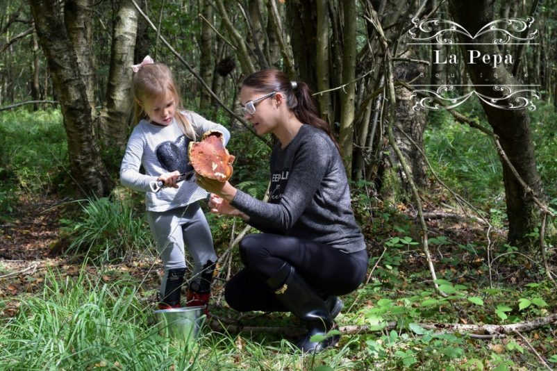 Foraging | What You Should know about Collecting Wild Mushrooms Foraging | What You Should know about Collecting Wild Mushrooms