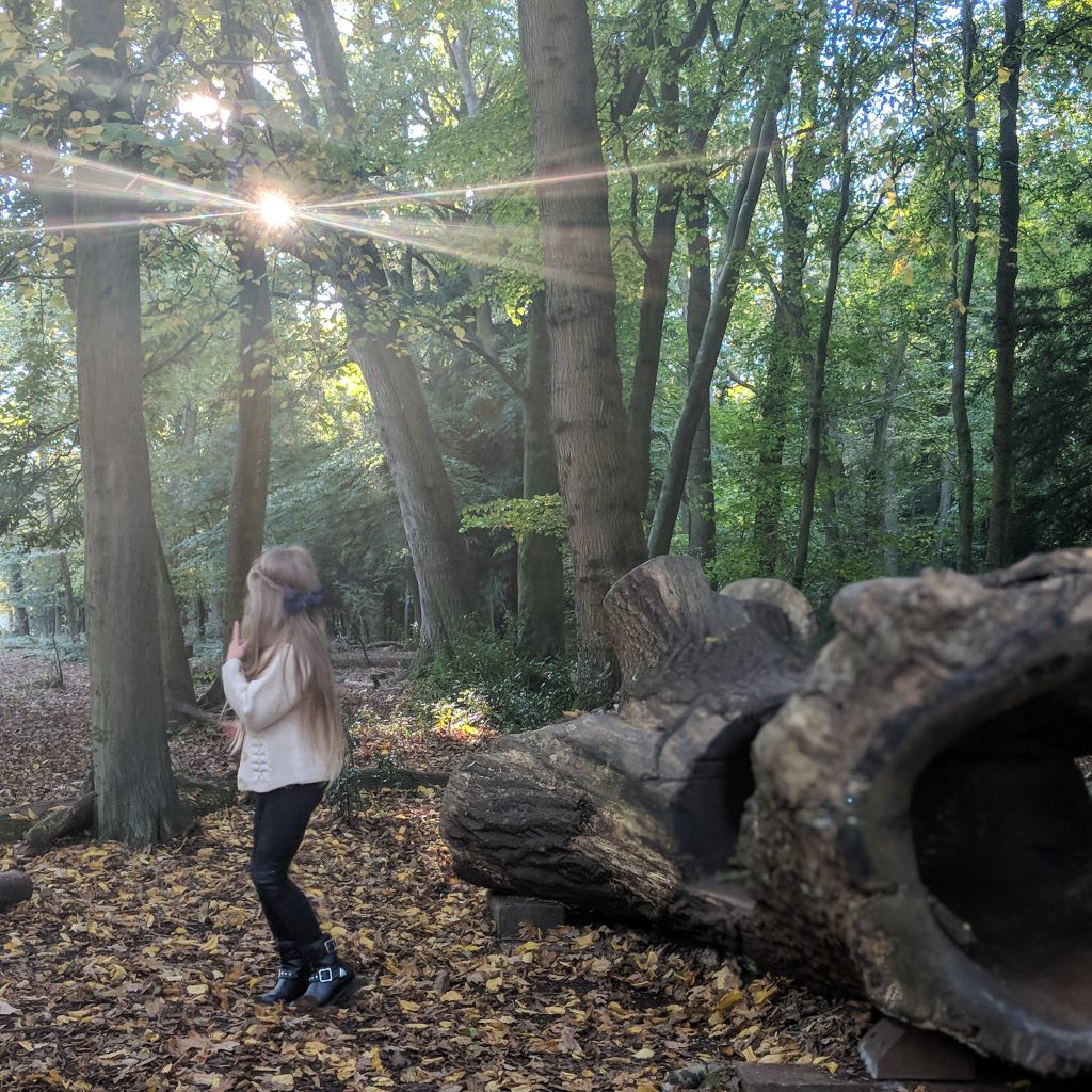 Wild Walks | Leigh Woods National Nature Reserve