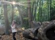 Wild Walks | Leigh Woods National Nature Reserve