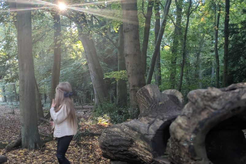 Wild Walks | Leigh Woods National Nature Reserve Wild Walks | Leigh Woods National Nature Reserve