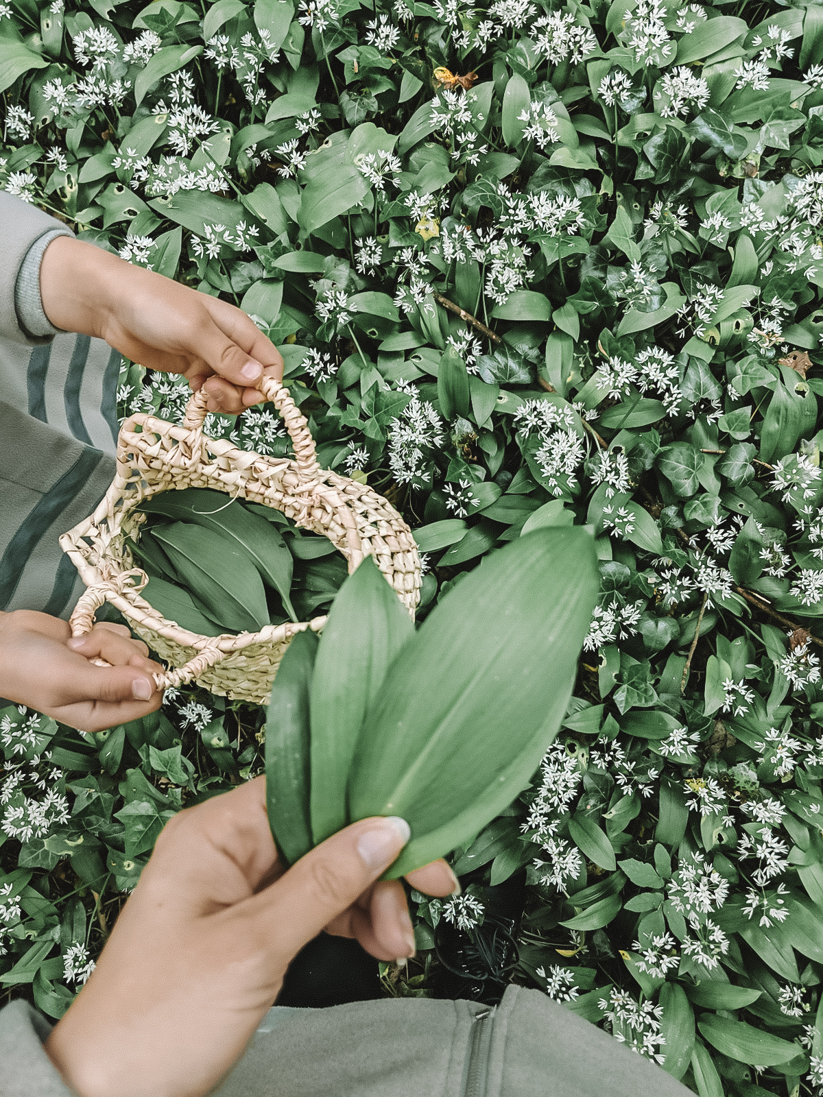 Eco Kitchen | Foraging Wild Garlic and Recipe ideas
