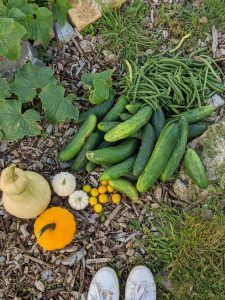 Green Living | My First Year on The Allotment 99
