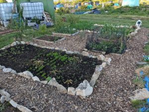 Green Living | My First Year on The Allotment 77