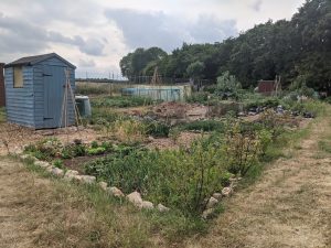 Green Living | My First Year on The Allotment 83