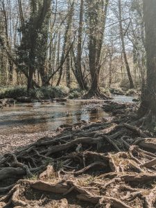 Wild Walks | Peaceful Cannop Ponds (Forest of Dean) Walk 18